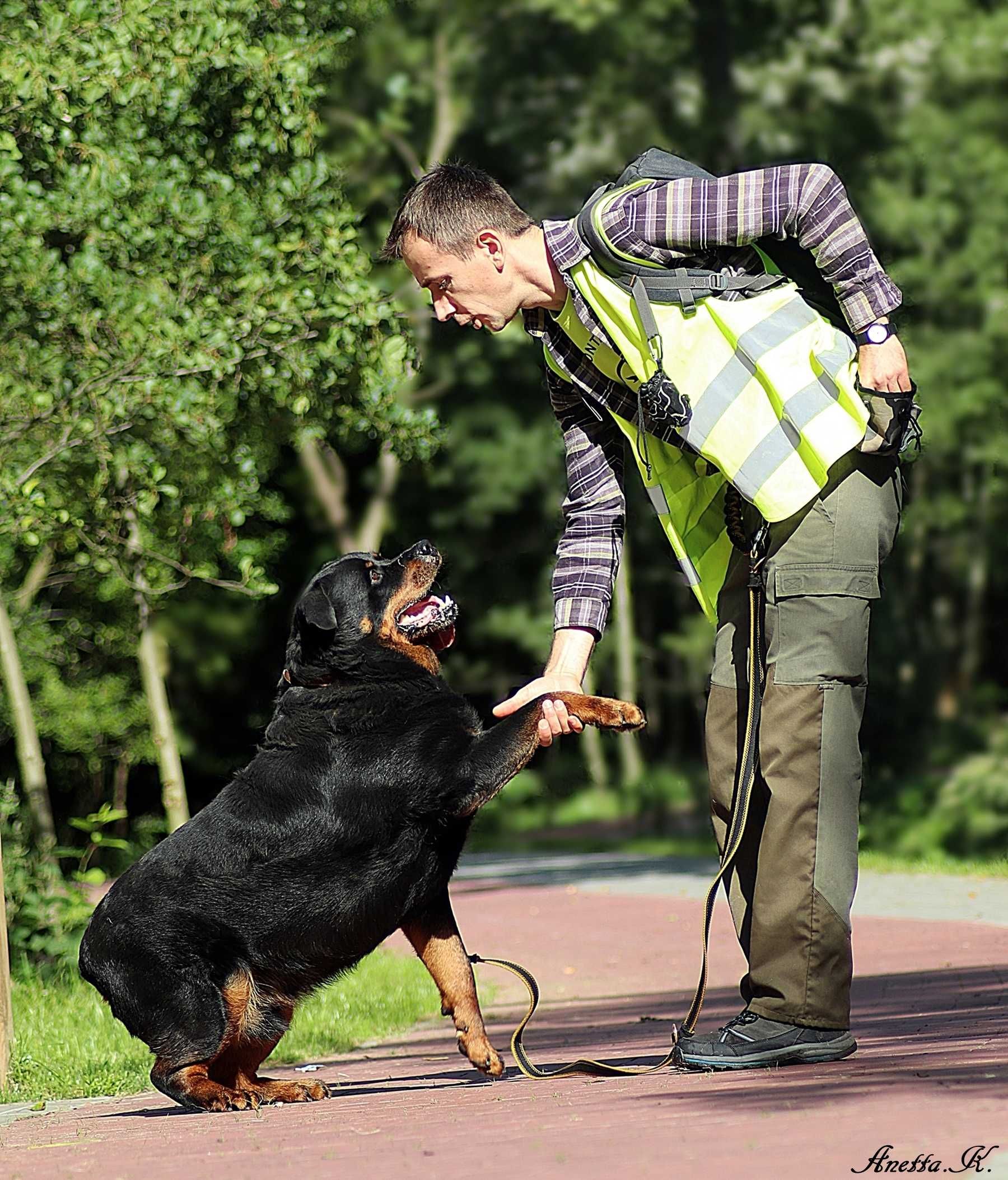 Borys - rottweiler do adopcji