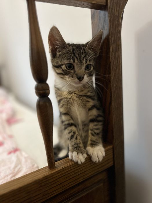 Dwa małe kotki szukają domku