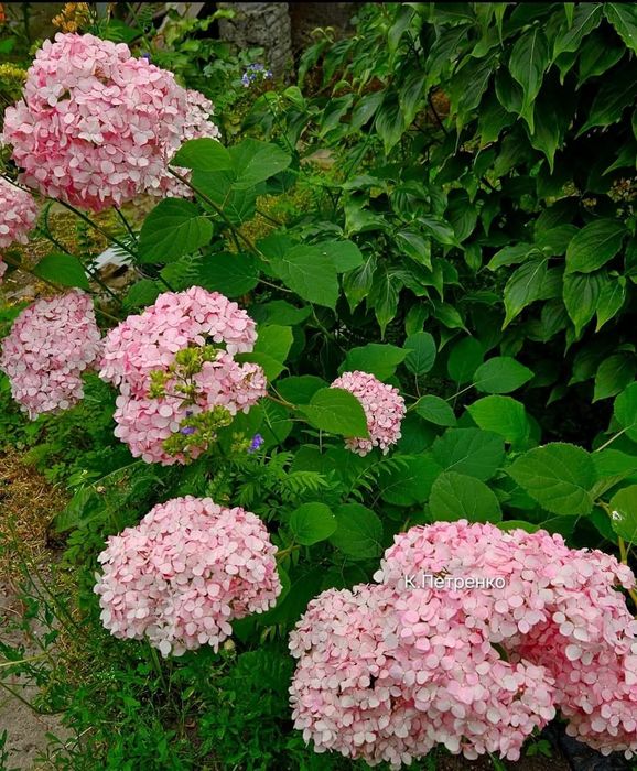 Древовидная гортензия Hayes Starburst и Magical Pinkerbell