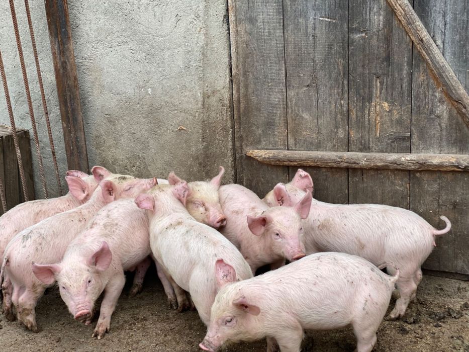 Продам поросят , вік - 2 місяці