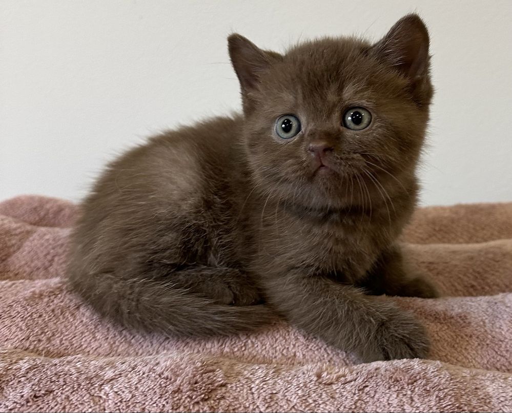 Fêmea  British  Shorthair chololate com LOP