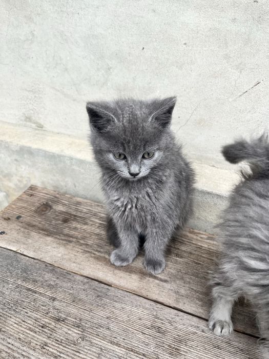 Віддам безкоштовно кошеня