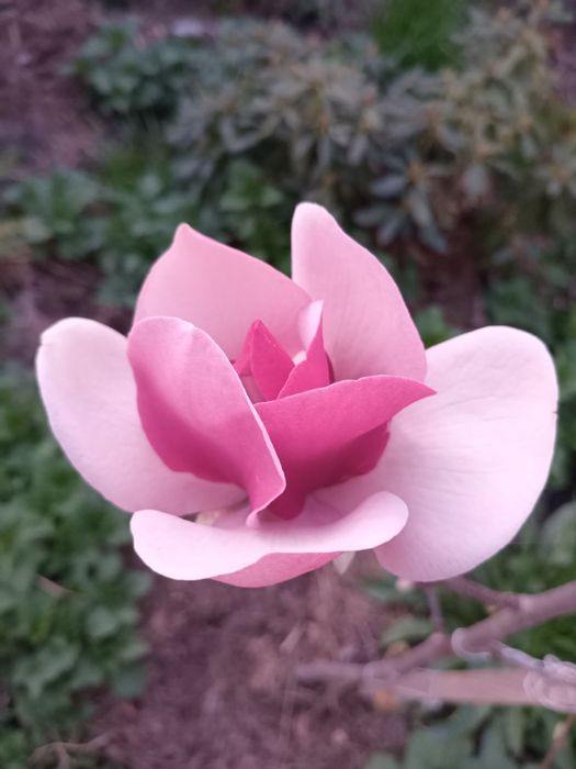 Магнолія Рододендрон Гортензія Сакура Катальпа Півонія Жимолость Ківі