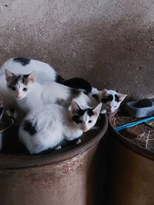 Oddam w dobre ręce kotki – 4 maluchy i 3 dorosłe