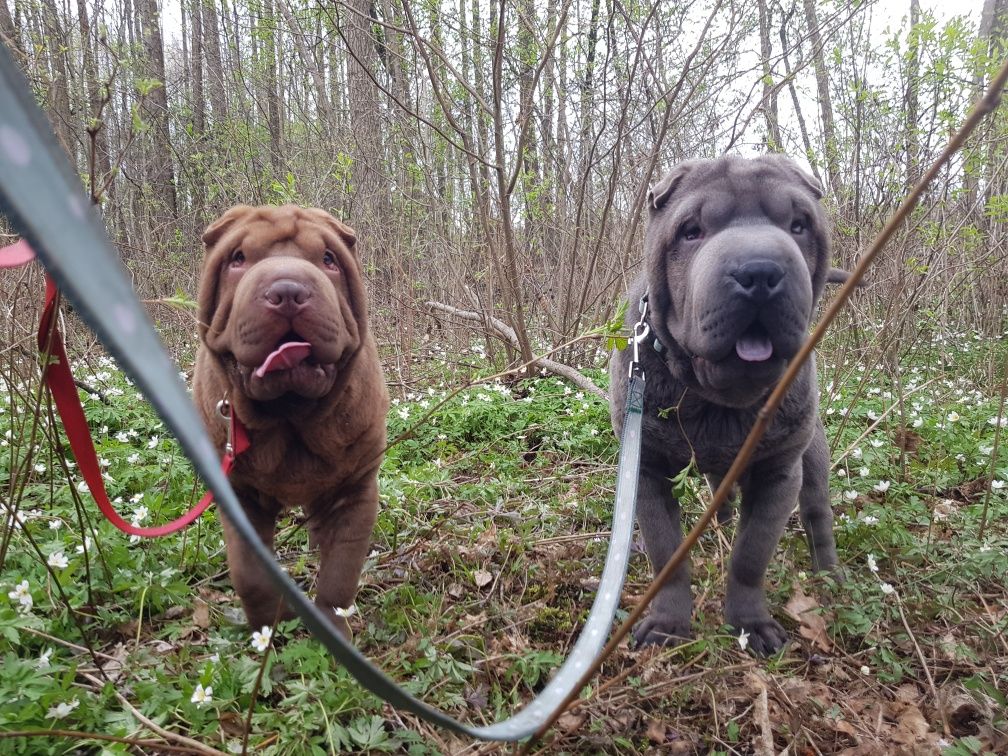 Shar pei piesek Burbon