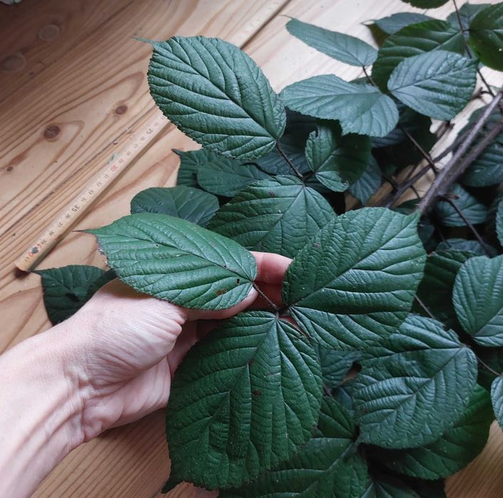 jeżyna i malina zacny pakiet dla straszyka #liściec #patyczak