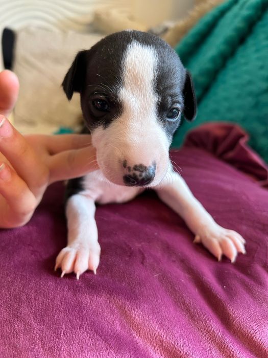 Chart Angielski Whippet FCI Piesek