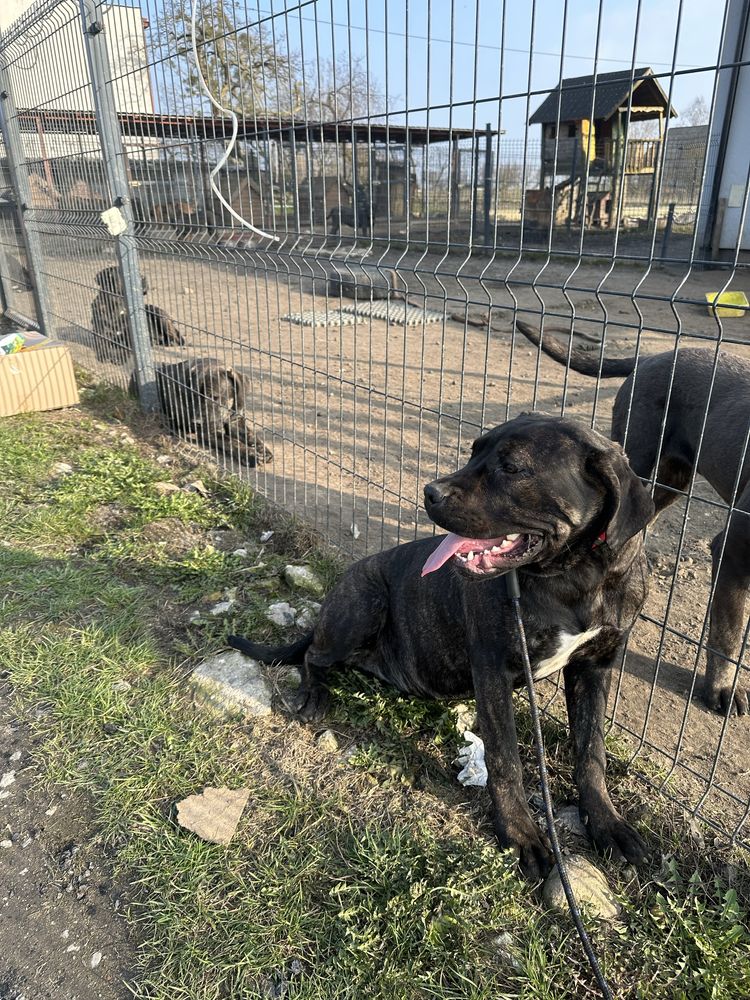 Suczka Cane Corso Italiano