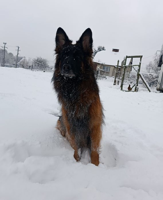 Owczarek niemiecki długowłosy - SUKA FCI