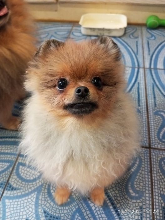 Продам Померанского Шпица