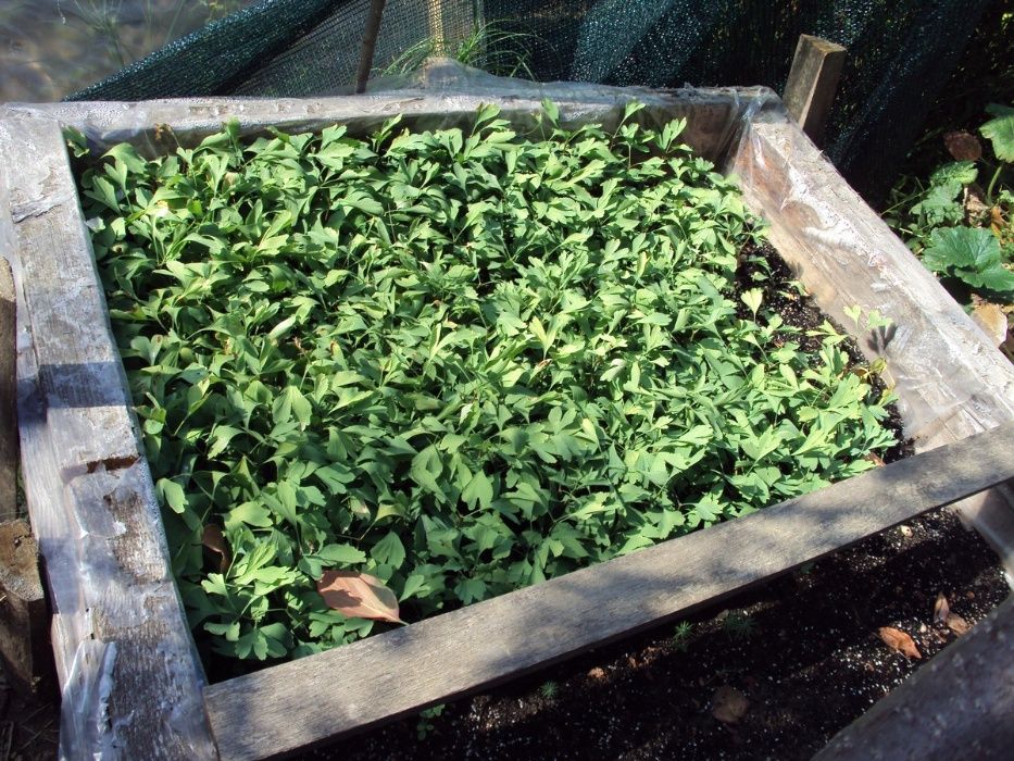 Насіння гінкго 2024р. 1насінина 1грн.Семена гинкго. Сіянці від 40грн.