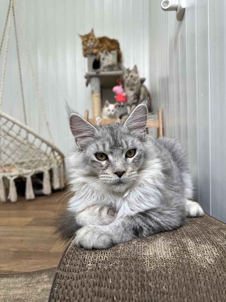 Котята мейн кун с профессионального питомника