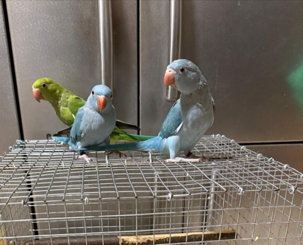 Ring necks criados à mão