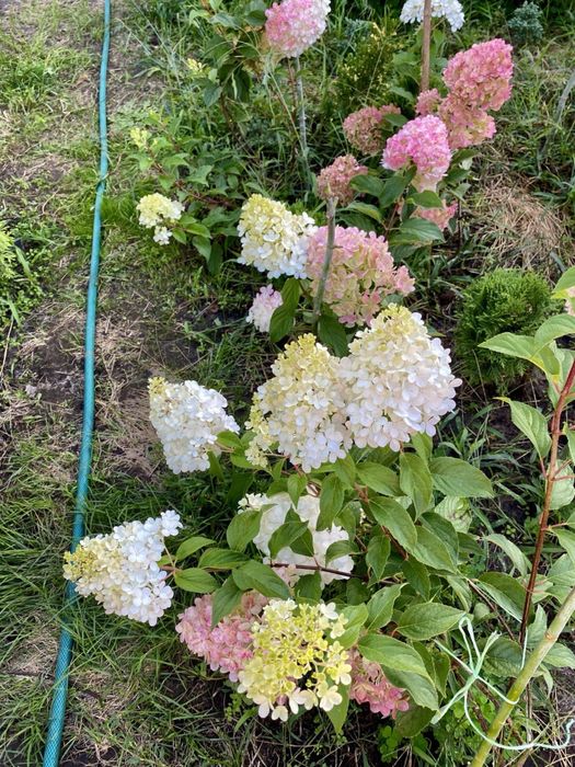 Гортензія . Хвойні рослини