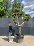Drzewo oliwne, Olea Europaea Plato Bonsai