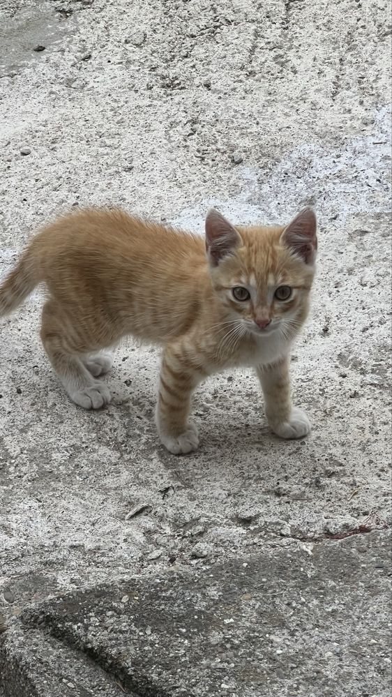 Gata bebe para adoção responsável