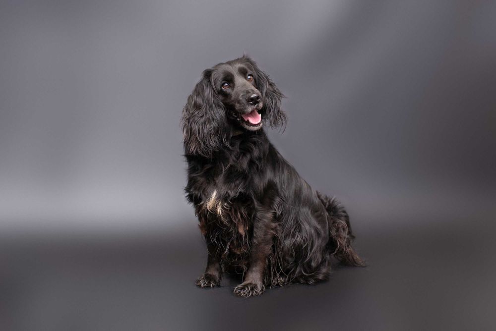 Віддам в добрі руки молодого собаку Гранда.