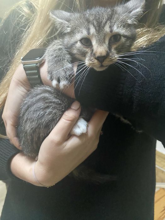 Oddam za darmo male kocięta