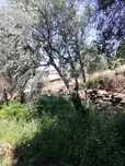 Oliveiras para jardim