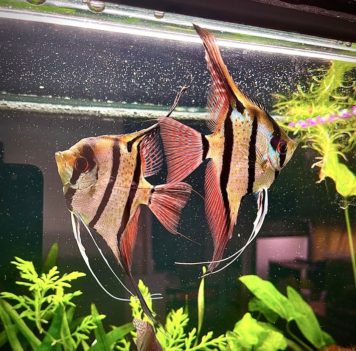 Skalary Rio Nanay F2