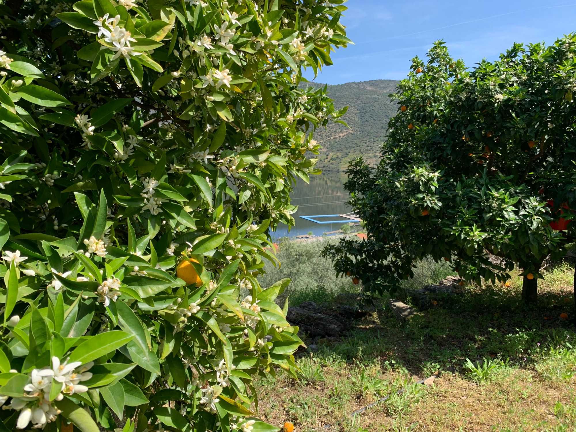 Terreno agrícola com 26.080 m2 na Congida