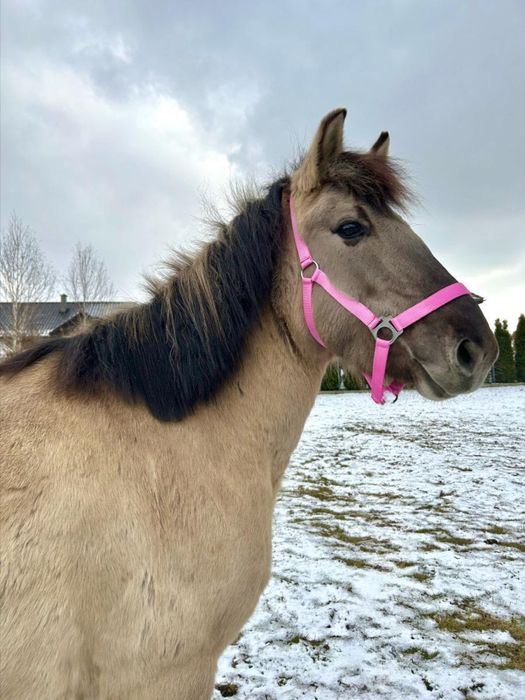 Sprzedam 6 letnią klacz kp