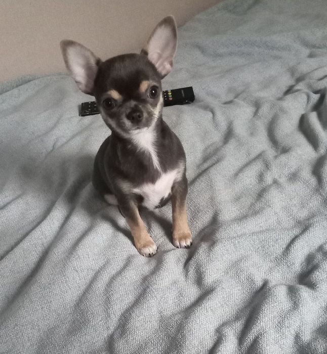 Мінічкі чихуашечки