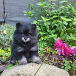Szpic miniaturowy, szczenię, pomeranian