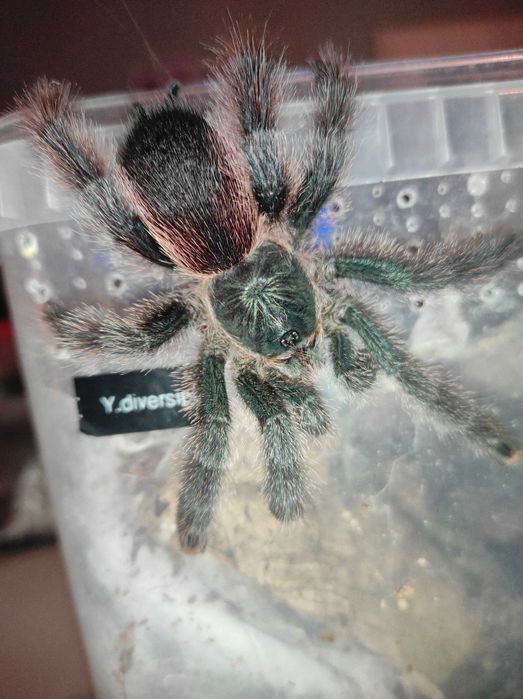 Avicularia braunshauseni l1 - ptasznik