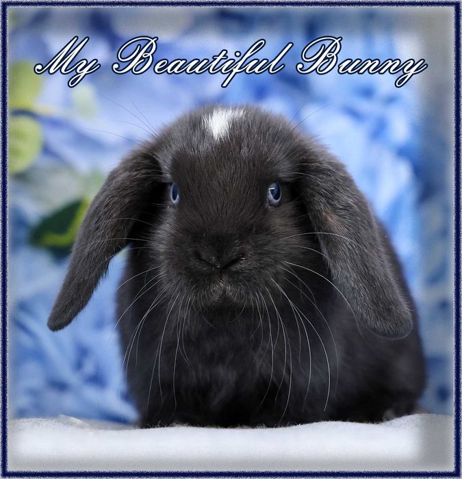 Piękny Królik Mini Lop - Black