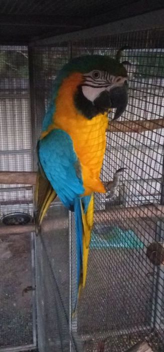 Arara Ararauna       .