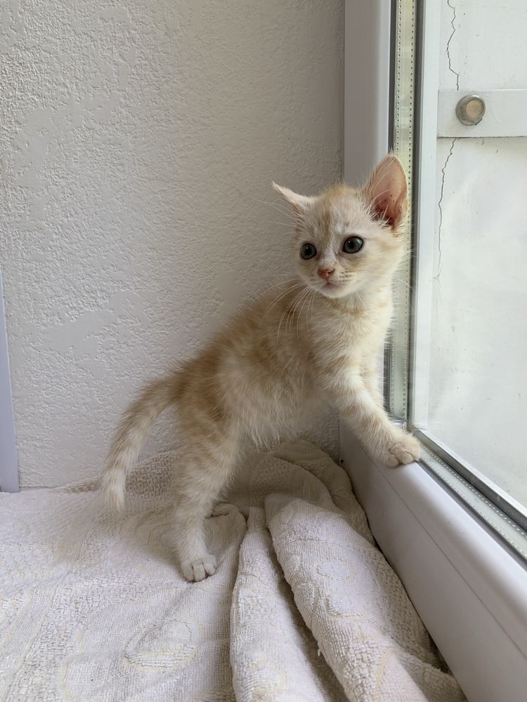 Котенок, мальчик, бесплатно