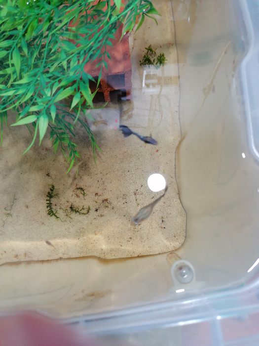 Guppys moscow blue a reproduzir