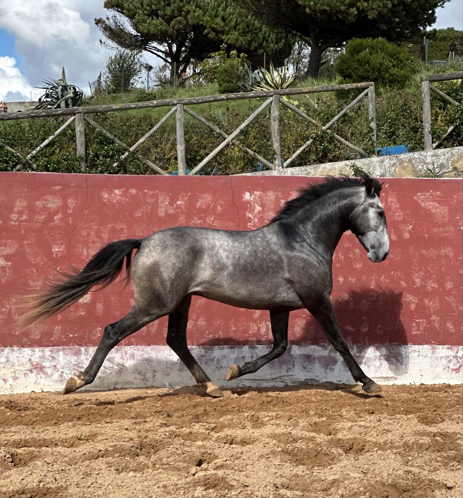 Cavalo Lusitano Puro,  Veiga !