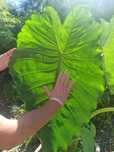 Colocasia (taro, kolokasia) jadalna, leucocasia, alocasia, xanthosoma