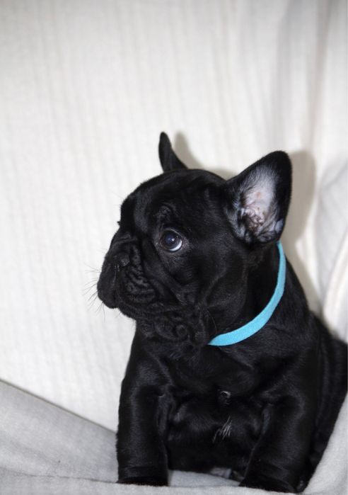 Щенки французкого бульдога