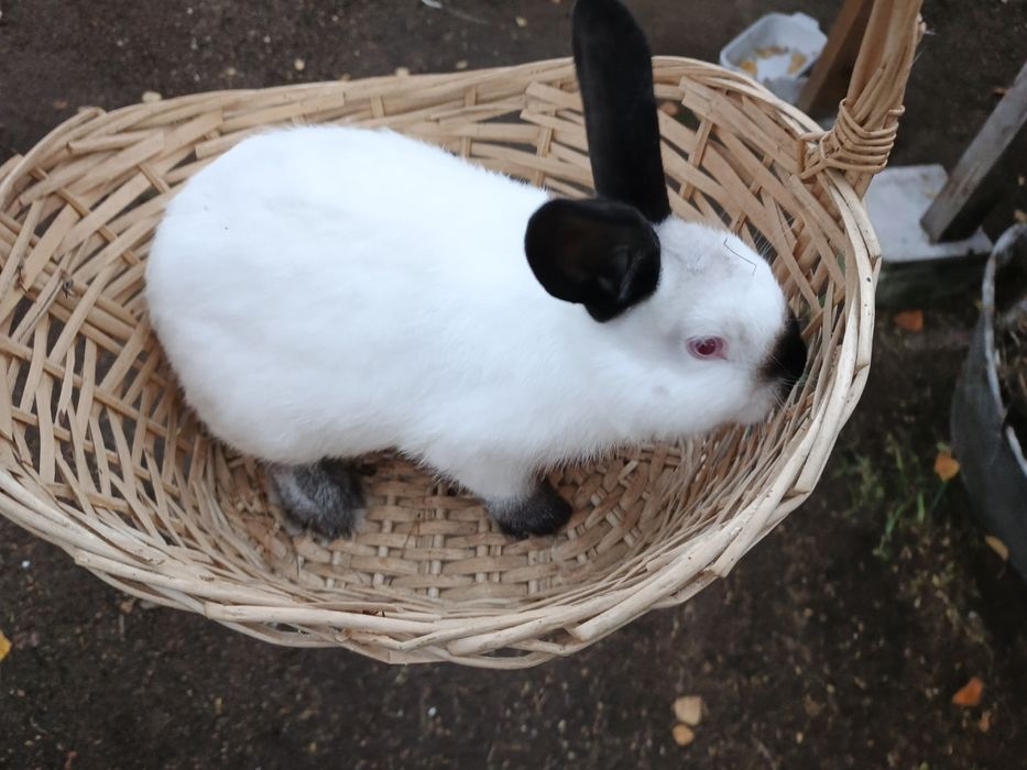 Piękny samczyk kalifornijski