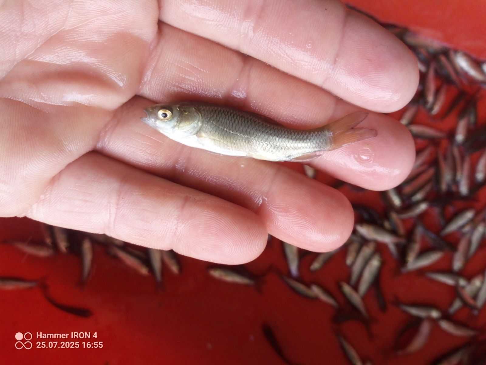 Amur 5 cm po 45 groszy , karp lin karaś wegorz
