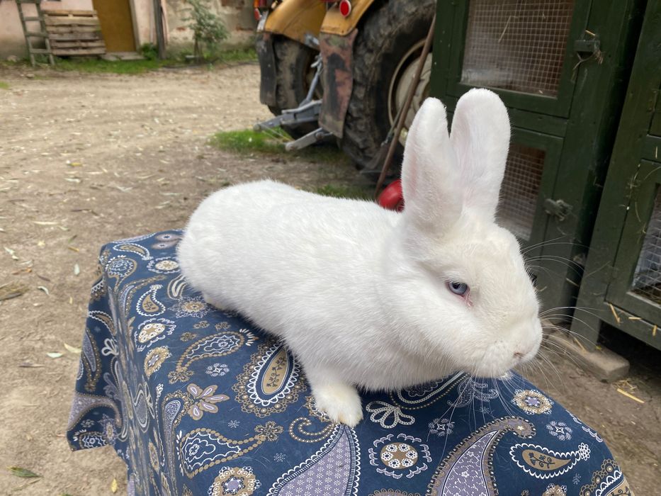 Wiedeński BIAŁY Samiczki do wyboru 4szt