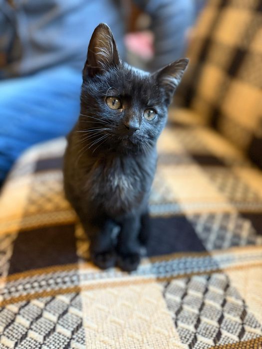 Malutki koteczek do adopcji