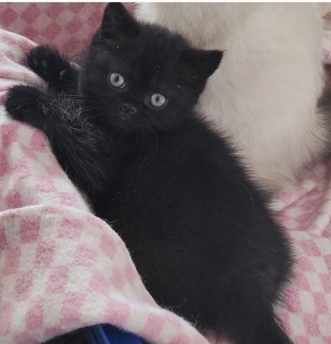 Piękny kotek Brytyjski