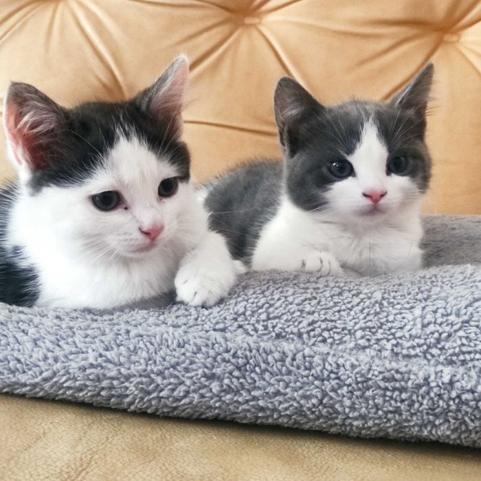 Кошеня у дбайливі руки