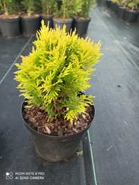 Thuja Danica Aurea