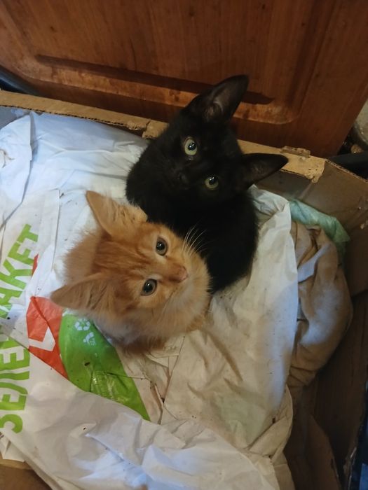 Продам котят британцев