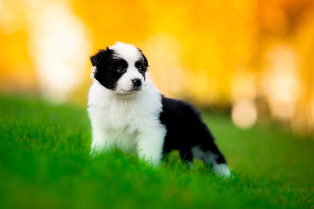 szczeniak Border Collie suczka - badania genetyczne