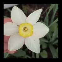Нарцис дрібнокорончастий білий ароматний