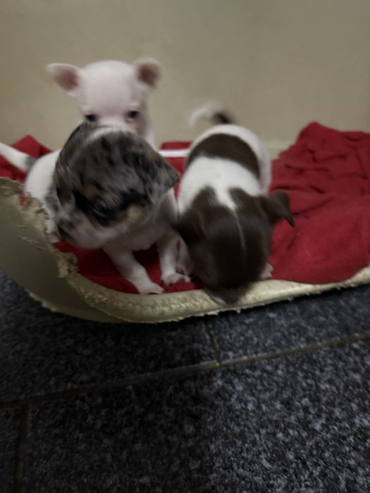 Lindo menino “CHIHUAHUA”