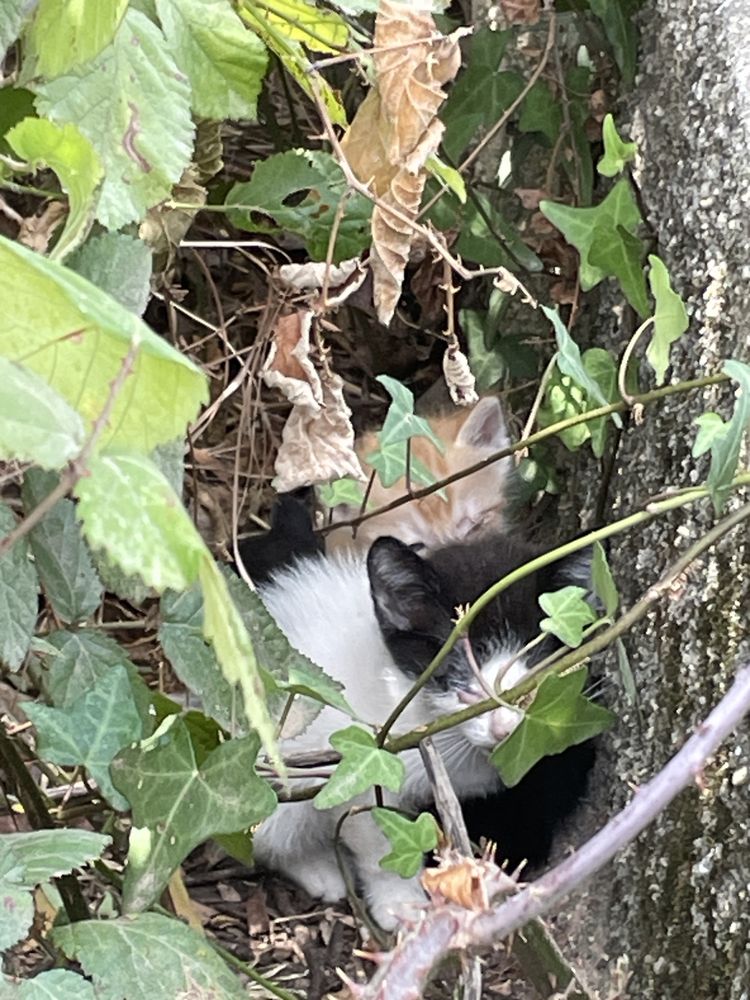 Adopção responsável - Gatos com 2 semanas