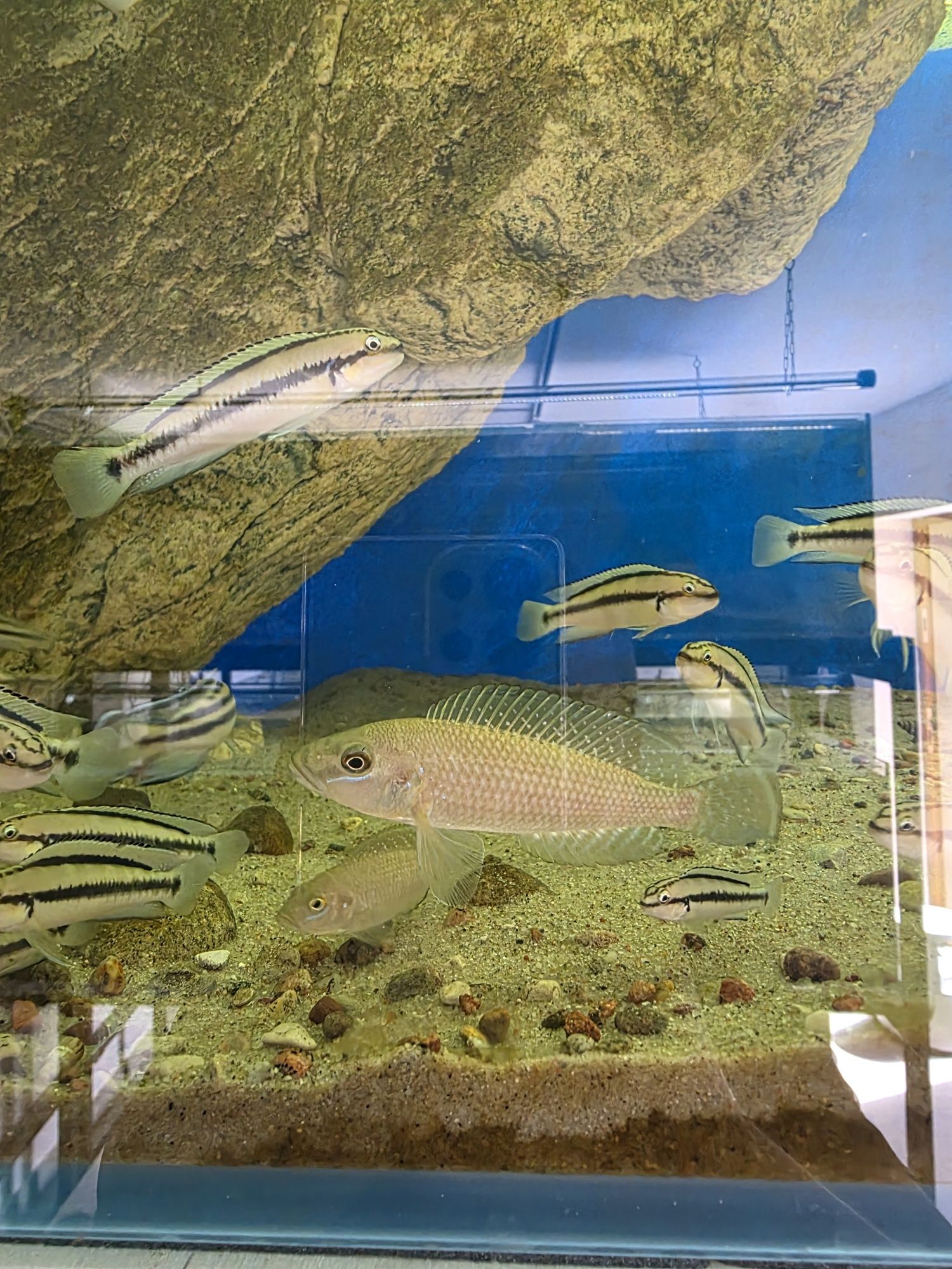 muszlowce Lamprologus Callipterus 'Sibwesa' tanganika