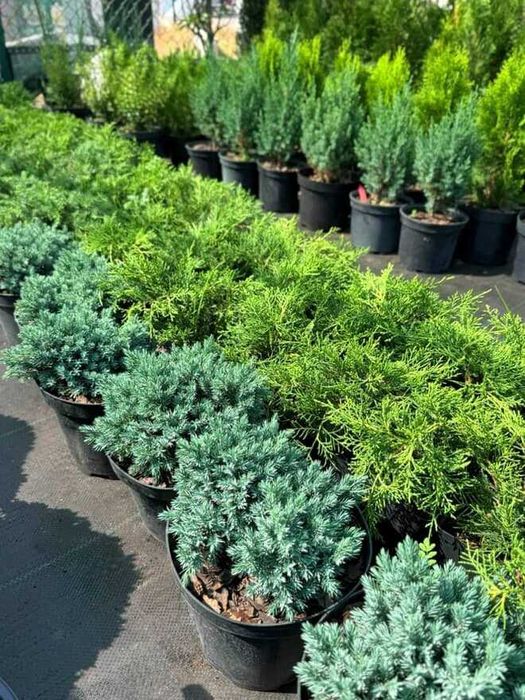 Рослини для ландшавного дизайну. Грунти, кора соснова. Добрива, ЗЗР.